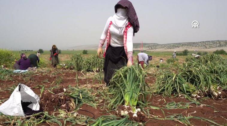 Saç dökülmesini önlüyor kabızlığı bitiriyor. Beyaz altının hasadı başladı kilosu 20 TL 16